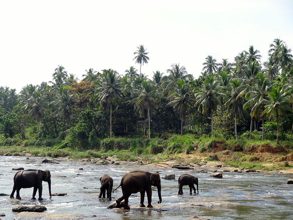 elephants de pinnawala