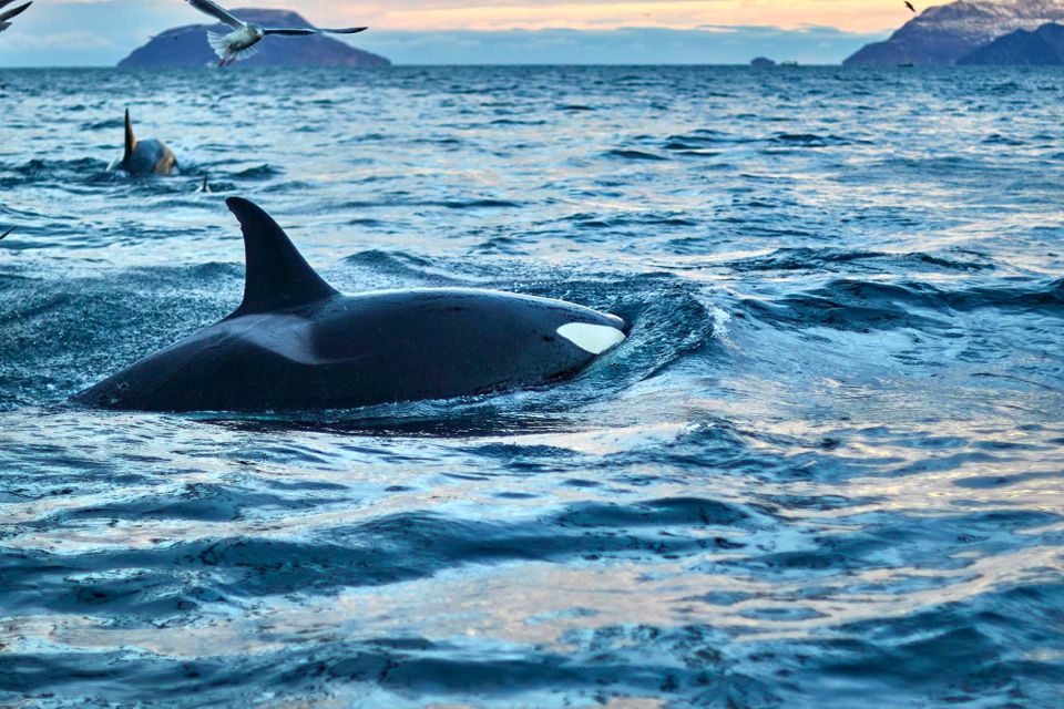 baleines en Norvege tromso