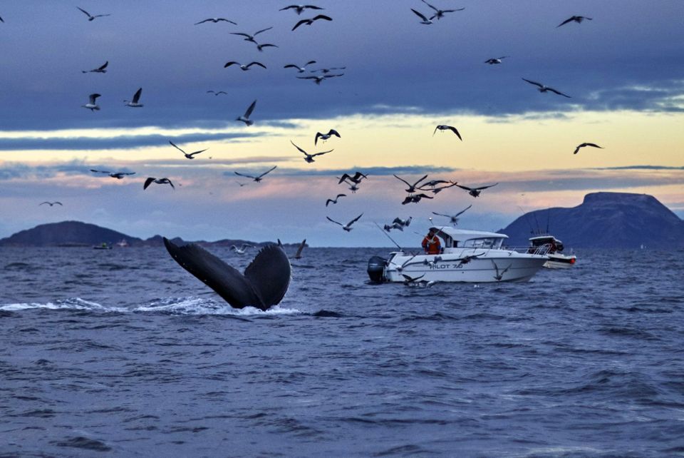 baleines norvege tromso