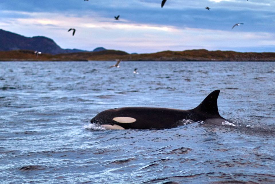 baleines en norvege tromso
