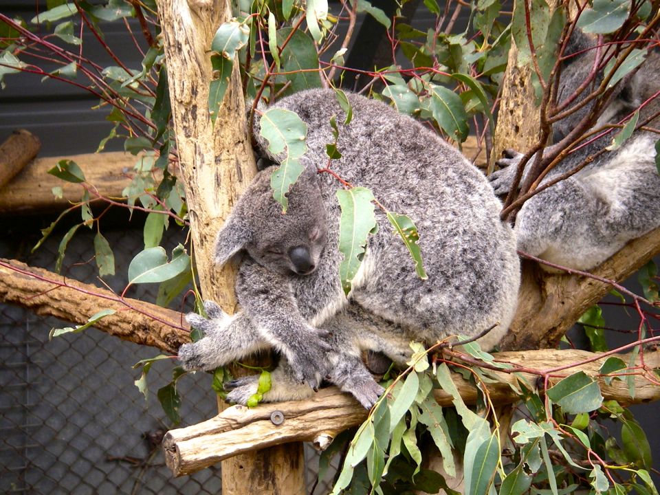 lone pine koala sanctuary