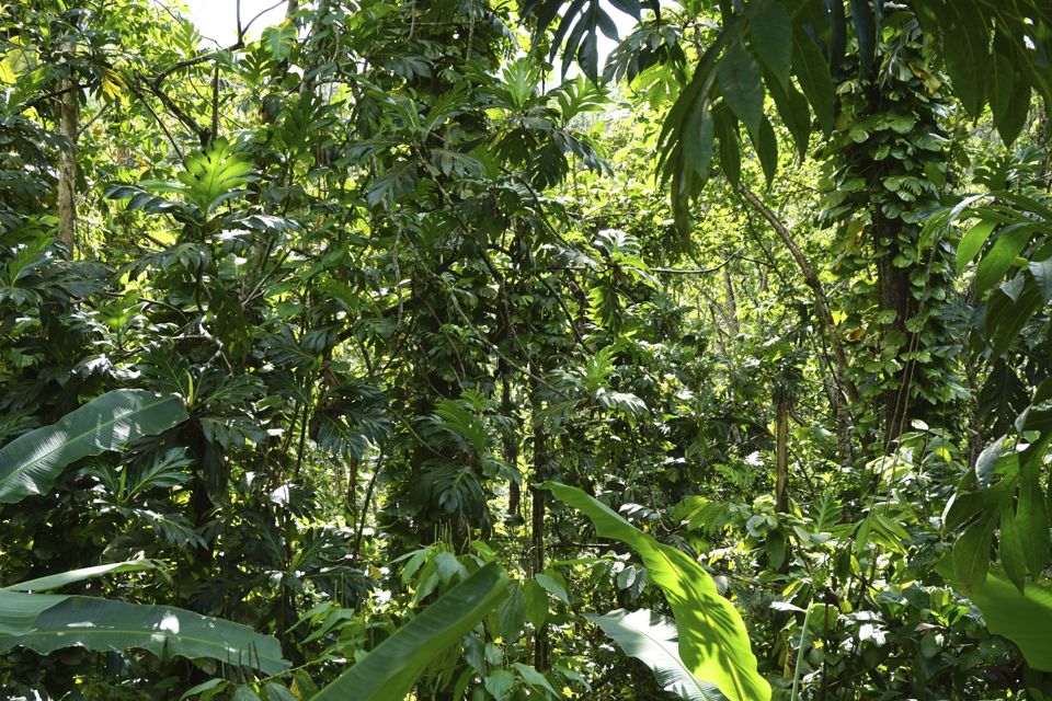 44 choses à faire en Guadeloupe