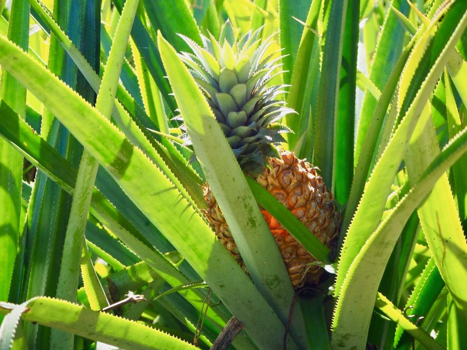 route des ananas Moorea