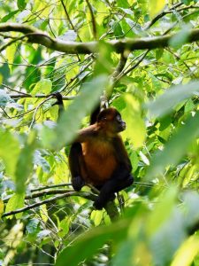 ou voir les animaux a la fortuna au Costa Rica