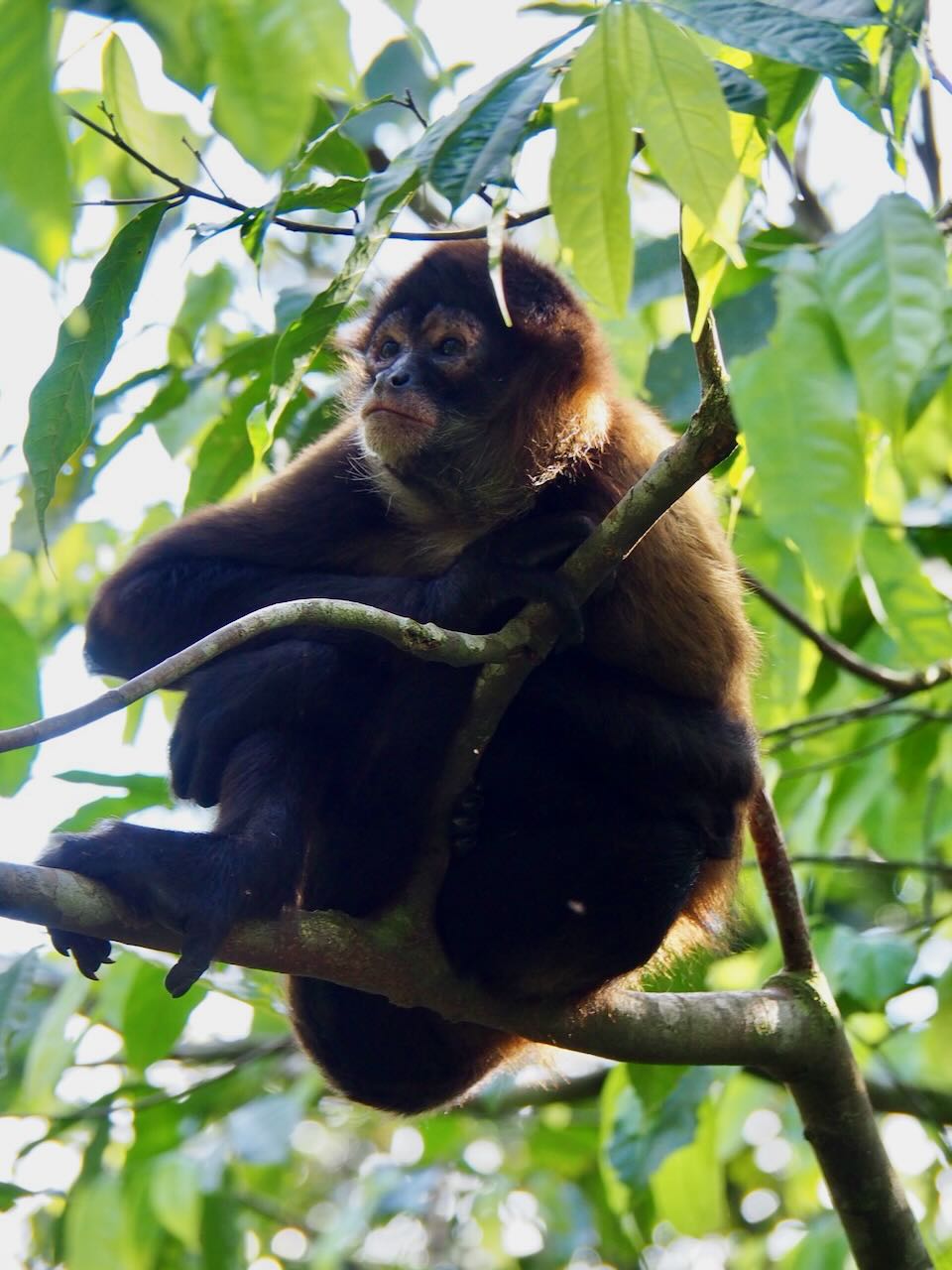 ou voir les animaux a la fortuna au Costa Rica