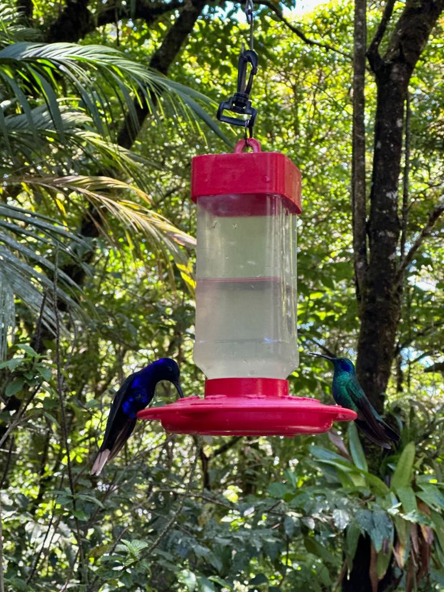 cafe colibri monteverde
