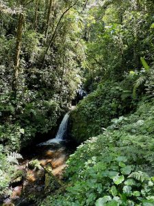 foret de nuages monteverde