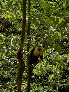 singe monteverde