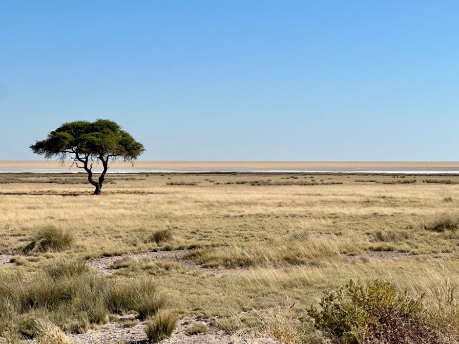 etosha namibie