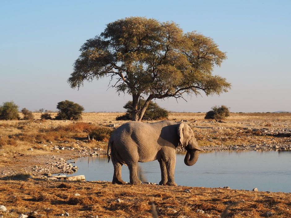 etosha namibie
