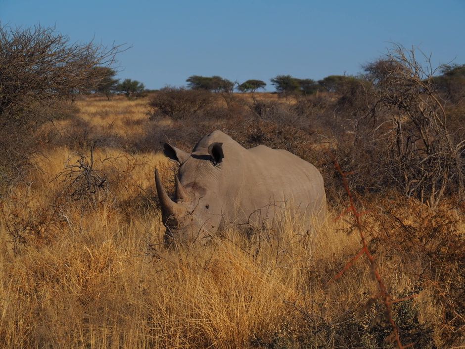 okonjima rhino