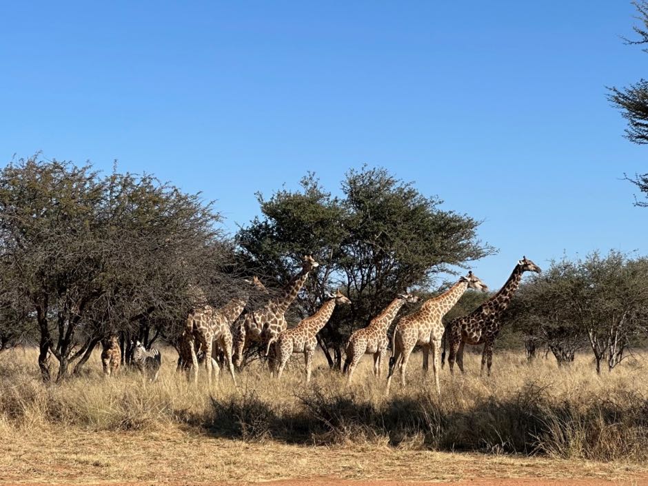 okonjima safari