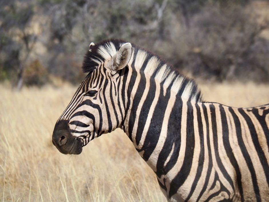 road trip namibie