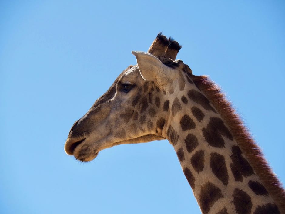 hotel girafe namibie