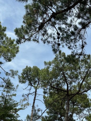 que faire sur l'ile d'oleron