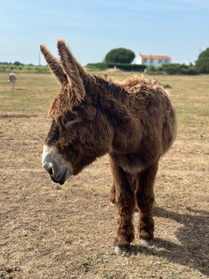 que faire sur l'ile d'oleron
