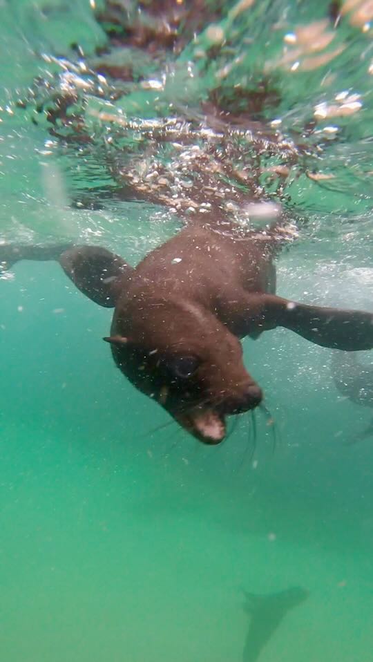 otarie garden route