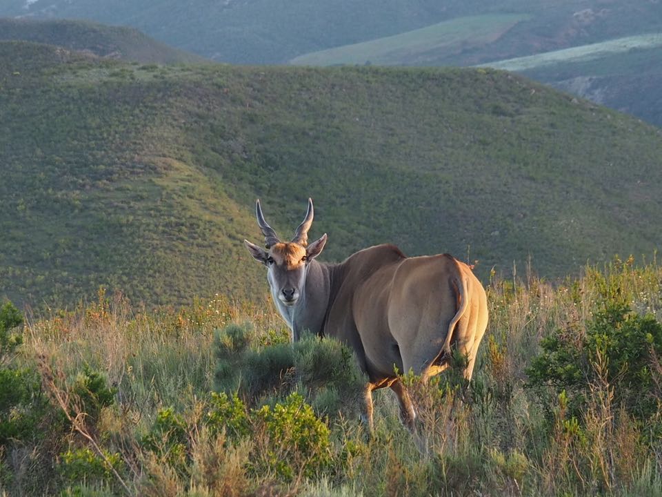 safari afrique du sud