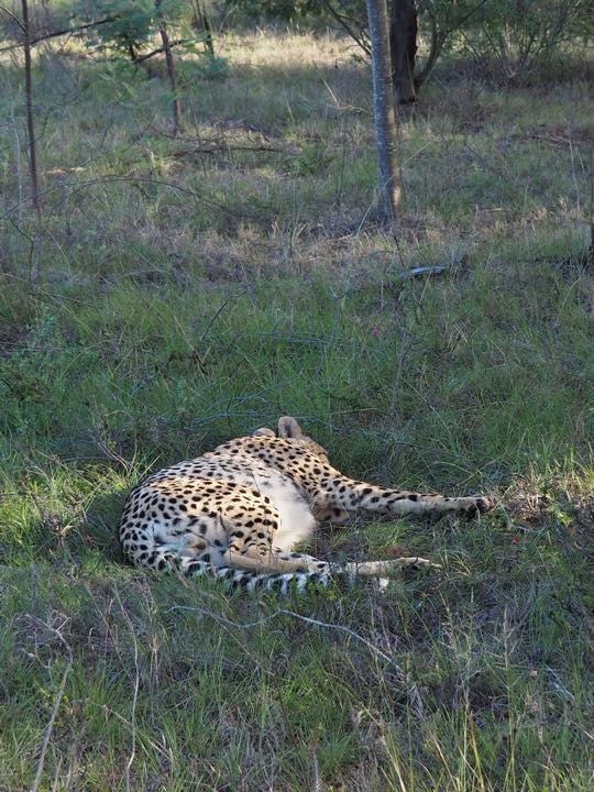 safari gondwana afrique sud