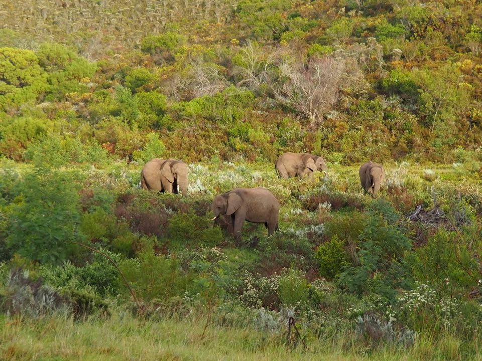 safari afrique du sud