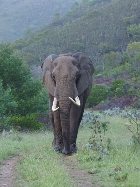 safari big 5 afrique du sud