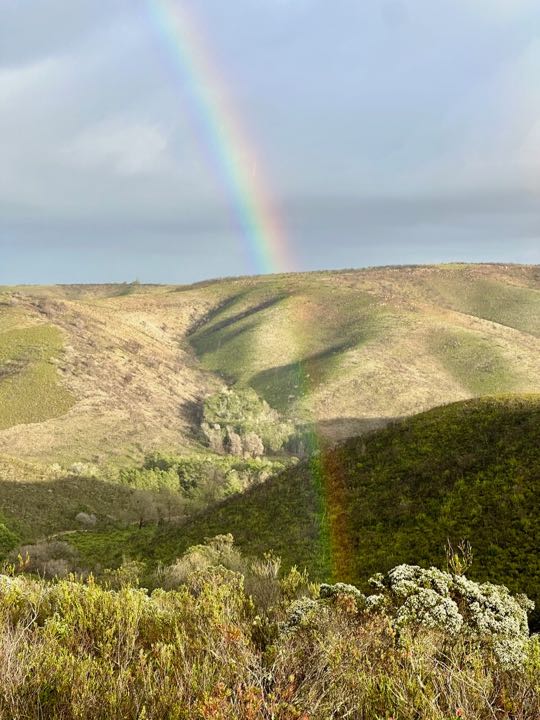 safari afrique du sud