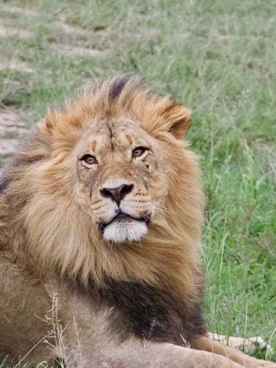 lion afrique sud