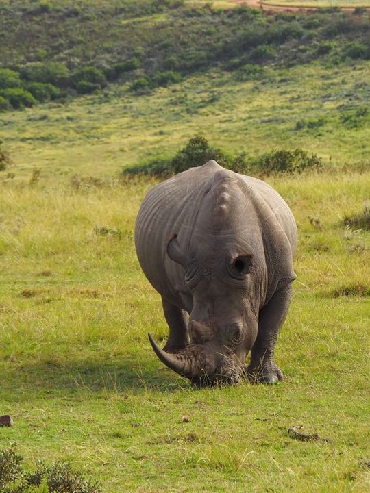 safari afrique du sud