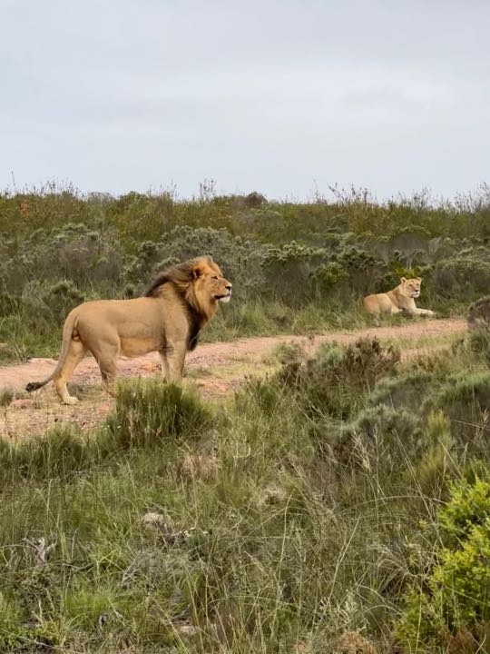 safari afrique du sud