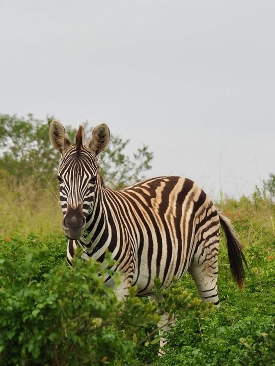 parc addo afrique du sud