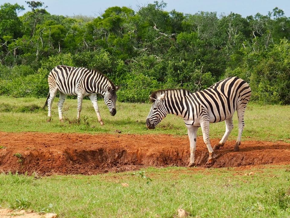 addo elephant national park