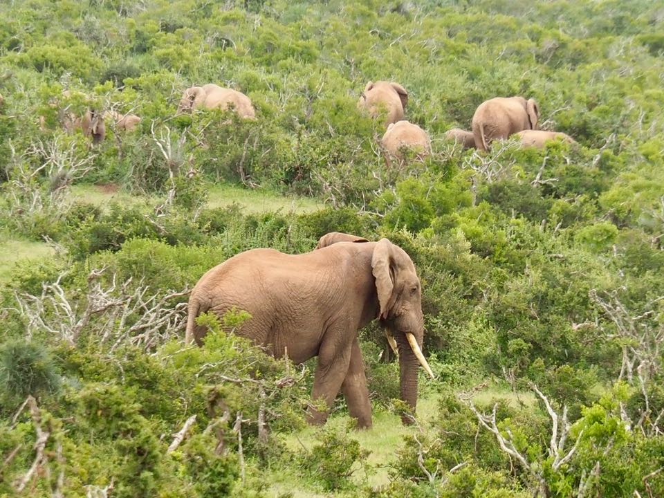 elephants addo afrique du sud