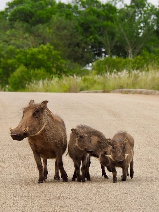 parc addo afrique du sud
