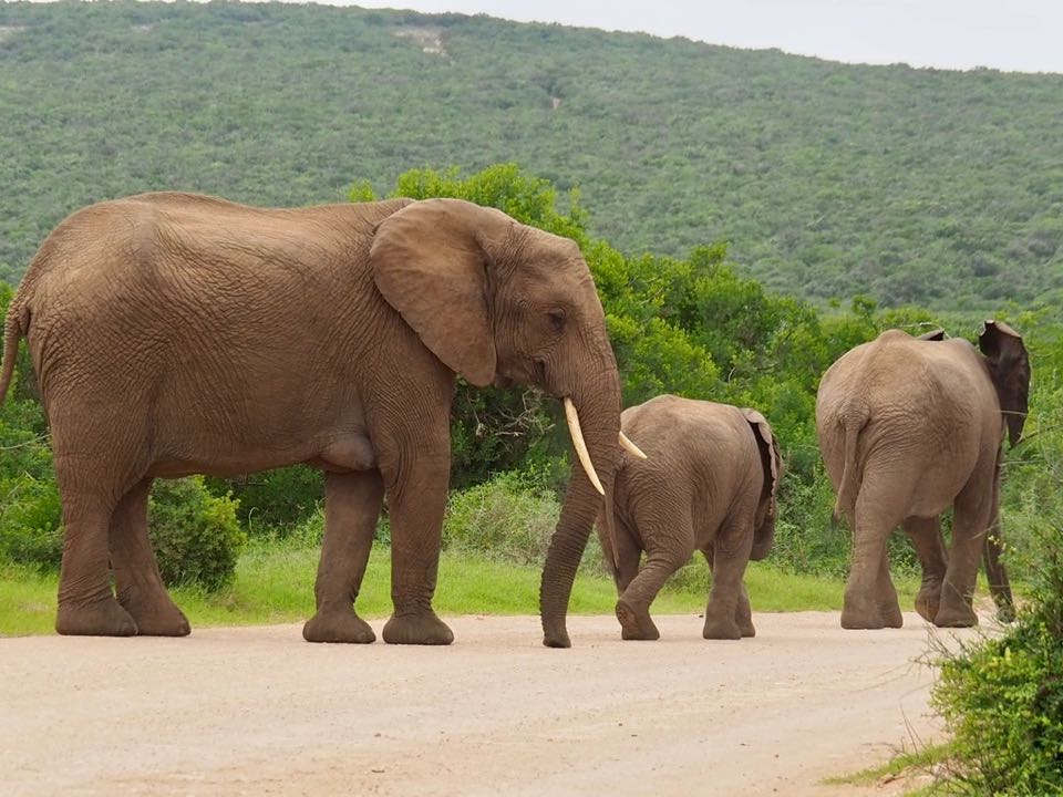 elephants addo afrique du sud