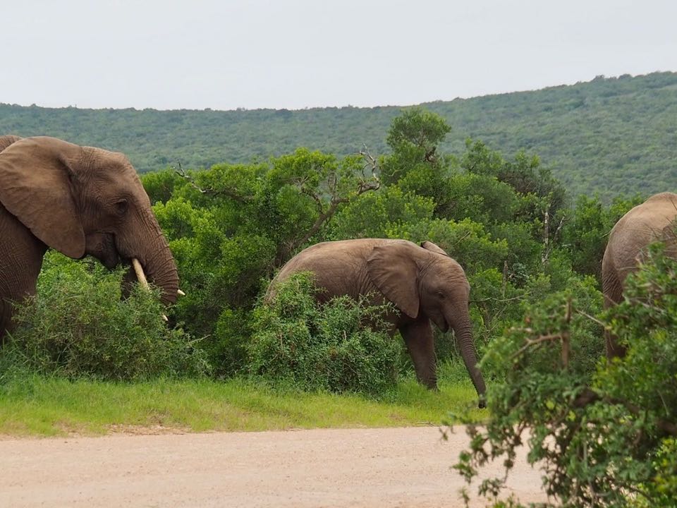 addo elephant national park