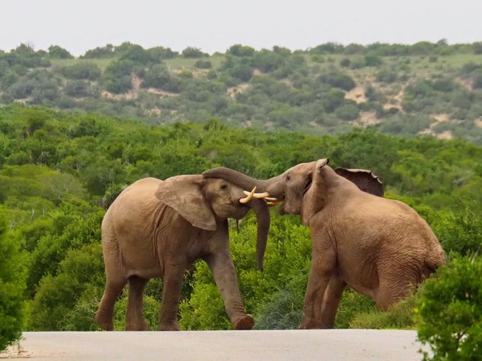elephants addo afrique du sud