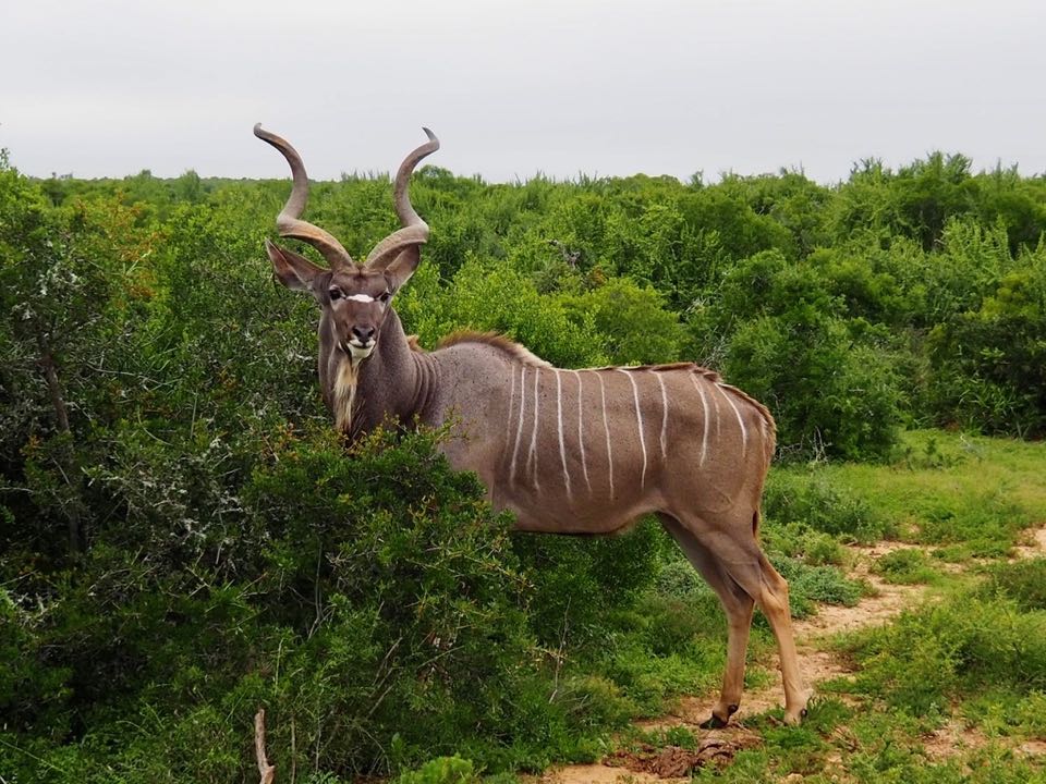 addo elephant national park