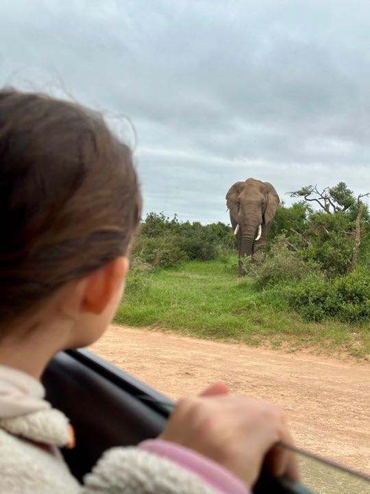 parc addo afrique du sud