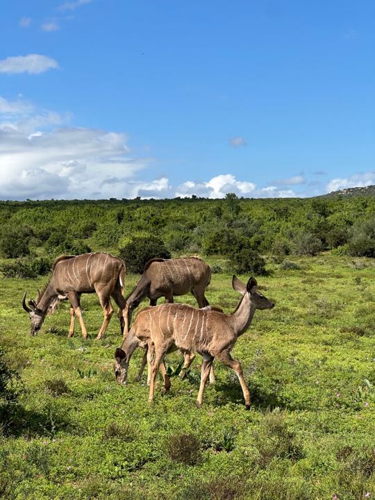 addo afrique du sud