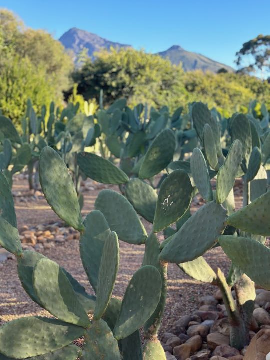 Babylonstoren