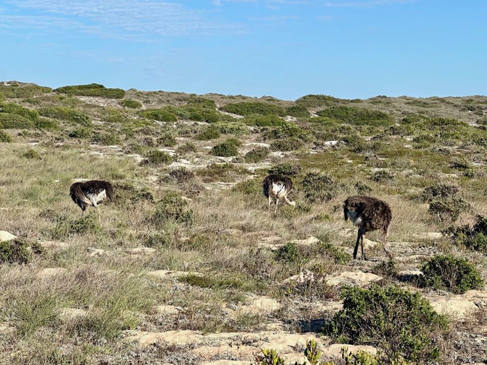 Oudtshoorn