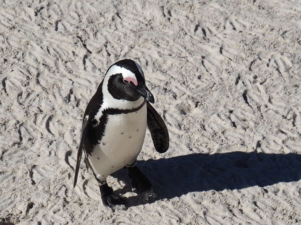 manchot Boulders Beach